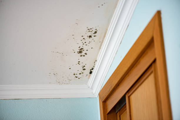 Best Mold Removal Company Near Me  in Warren, OH