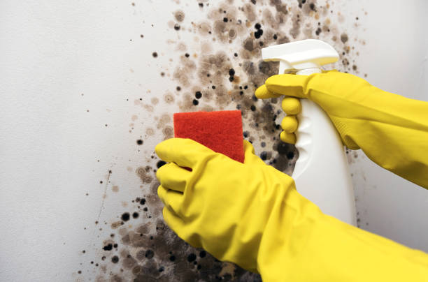 Best Professional Mold Removal  in Warren, OH